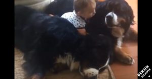 Klein meisje groeit op met 2 grote honden. De drie doen alles samen!