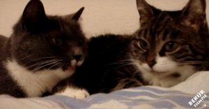 2 schattige katjes liggen rustig naast elkaar. Maar luister eens: het lijkt net of ze met elkaar praten!