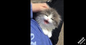 Smelt jij ook als je een kitten hoort miauwen? Dan mag je deze kat niet missen. Wat een schatje!