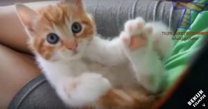 10 kleine kittens zorgen voor een vertederende compilatie! De één nog schattiger dan de ander!
