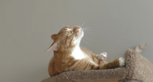 Deze prachtige kat leed aan kanker. Maar nu is hij al 2 jaar kankervrij!