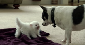 Chihuahua wil met kleine kitten spelen. Maar zij heeft daar maar weinig zin in!
