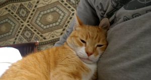 Of jouw kat gelukkig is? Check het met deze 11 signalen!