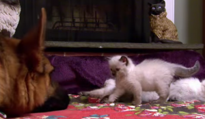 Herdershond maakt kennis met kleine kittens. Maar let op de nieuwsgierigheid van één van de katten!