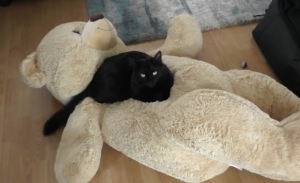 Hoe een kat de winter doorkomt? Deze 2 grappige katten laten precies zien hoe!