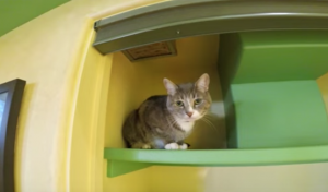 Hartverwarmend: dierenvriend tovert huis voor duizenden euro’s om tot een waar kattenparadijs!