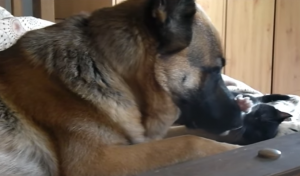 Grote herdershond is dol op zijn nieuwe broertje en zusje: 2 kleine kittens!