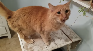 Hilarisch: schattige kat weet precies wat hij wil én wanneer hij dat wil!