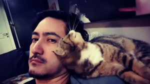 Hilarisch! Al deze katten zijn even schattig en willen allemaal hetzelfde van hun baasje: aandacht!