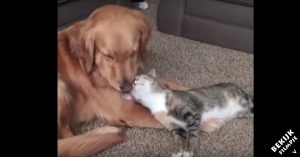 Hond en kat liggen liefdevol naast elkaar. De aanhankelijkheid van de kleine kat is té schattig!