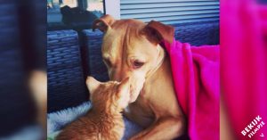 Deze pitbull werd 6 jaar geleden gered. Nu heeft hij een ander gered vriendje: een kleine kat!