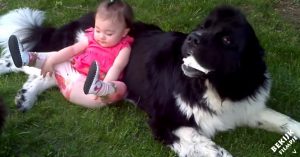 Klein meisje ligt in de tuin en heeft een grote hond als zachte kussen. Wat een schitterend stel!