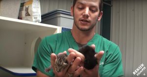 2 kittens werden in de hitte op straat gevonden. Gelukkig krijgt het verhaal een goede afloop!