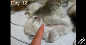 Prachtige timelapse van pasgeboren kittens: 50 dagen in 5 minuten!