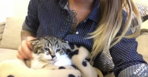 Hoe je een wilde kat tam kunt maken? Deze kattenliefhebster laat het zien!