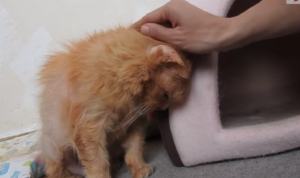 17-jarige doodzieke kat werd uit huis gezet. Dankzij deze vrouw krijgt ze toch een nieuw begin..