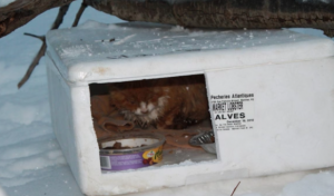 Zij zien een doos in de sneeuw liggen. Als ze dichterbij komen, kunnen ze hun ogen niet geloven