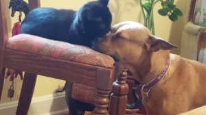 Geredde hond bouwt meteen een band op met de huiskat. Dit is zó vertederend!