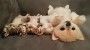 3 pasgeboren kittens zijn aan het slapen. Maar kijk eens naar de puppy. Dit is zó lief!