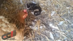 Boer ziet dat zijn kip zich vreemd gedraagt. Maar dan ziet hij dat het beestje iets verstopt!