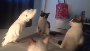 Miauwende kaketoe denkt dat hij een kat is. De katten weten niet wat ze ervan moeten denken..