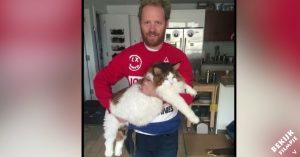 Maak kennis met Samson, de grootste kat ter wereld!