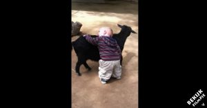 1-jarig jochie wil geitjes stuk voor stuk omhelzen. De reden waarom? Hij is gek op honden!
