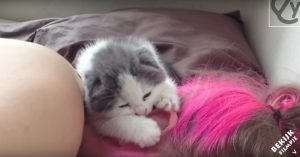 Meisje doet poging tot slapen, maar wordt wakker gehouden door een kitten dat in haar oor knabbelt!