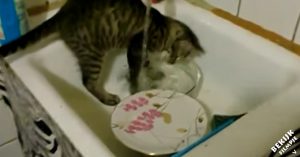 Wasbak staat vol met afwas. Maar kijk eens wie er een handje komt helpen!