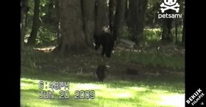 Kat zit een indringer in zijn tuin: een gigantische beer. Wat de kat dan doet is hilarisch!