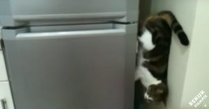 Acrobatische kat vind het heerlijk om gek te doen. Vandaag loopt ‘ie langs de koelkast, ondersteboven!