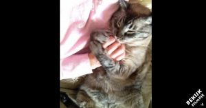 Kat ligt bij zijn baasje op schoot. Maar let op wat er gebeurt als zij stopt met aaien!