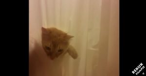 Kat wil dolgraag water drinken uit de douche, maar kan er niet bij. Wat hij dan doet is hilarisch!