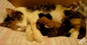 Verlaten kat werd gered door familie. Nu krijgt het beestje prachtige kittens!