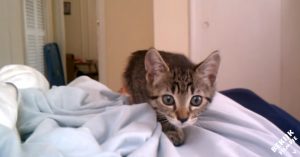 Kitten werd gered toen ze 10 weken oud was. Nu loopt ze met grote ogen richting de camera..