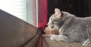 Kat zit aandachtig naar de vogeltjes te kijken. Maar luister eens hoe hij in zichzelf mompelt!