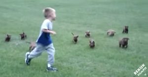 Jochie speelt met puppy’s. Maar let op wat deze ‘gevaarlijke’ bende doet als hij wegrent!