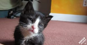 Baasje filmt haar lieve kat. Let op wat er gebeurt als ze op haar ukelele begint te spelen!