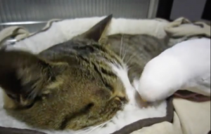 Deze kat ligt rustig te slapen. Maar dan wil iemand spelen..