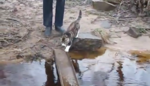 Deze kat moet het water over, maar wil geen natte pootjes.. Wat hij dan doet is zó leuk!