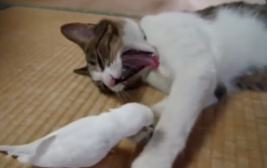 Dit kleine vogeltje sluipt op een slapende kat af…