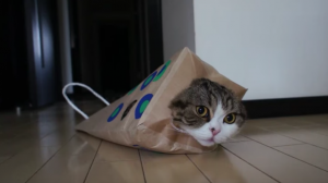 Deze kat is een ware internetsensatie. Als je dit filmpje ziet zul je meteen begrijpen waarom!