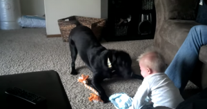 Hond doet er alles aan om met klein kindje te spelen. Maar let op de reactie van de baby!