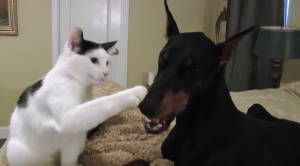 Dit katje werd gered van de straten. Nu is hij beste vrienden met een grote dobermann!