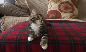 Deze kat is grote fan van Bruno Mars!