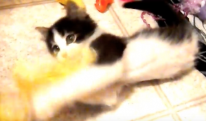 Katje is gek op zijn speeltje. Maar kijk eens goed naar zijn achterpoten..