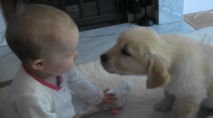 Baby en puppy ontmoeten elkaar voor de eerste keer. Hoe ze op elkaar reageren is zó lief!