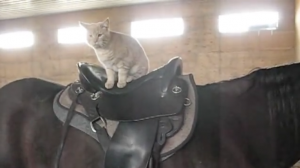 Lieve kat is allemans vriendje. Maar één van zijn beste vrienden is dit grote paard!