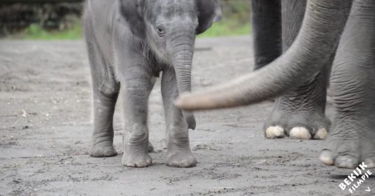olifant-groei