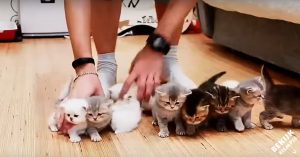 Man probeert een groepsfoto van 10 kittens te maken. Dat blijkt alleen niet zo eenvoudig!